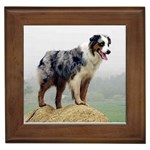 Australian Shepherd Framed Tile