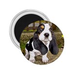 Basset Hound 2.25  Magnet