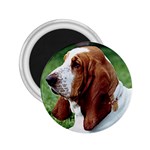 Basset Hound 2.25  Magnet