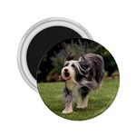 Bearded Collie 2.25  Magnet