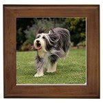 Bearded Collie Framed Tile