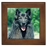 Belgian Sheepdog Framed Tile