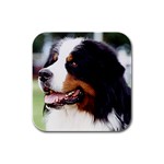 Bernese Mountain Dog Rubber Square Coaster (4 pack)