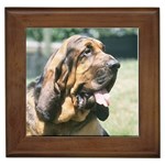 Bloodhound Framed Tile