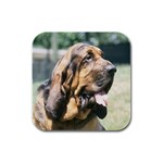 Bloodhound Rubber Square Coaster (4 pack)