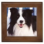 Border Collie Framed Tile