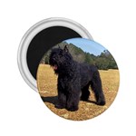 Bouvier des Flandres 2.25  Magnet