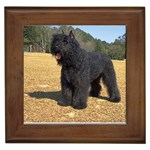 Bouvier des Flandres Framed Tile