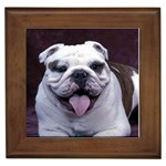 Bulldog Framed Tile