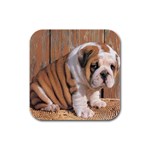 Bulldog Rubber Square Coaster (4 pack)