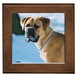 Bullmastiff Framed Tile