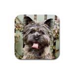 Cairn Terrier Rubber Square Coaster (4 pack)