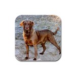 Chesapeake Bay Retriever Rubber Square Coaster (4 pack)