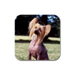 Chinese Crested Rubber Square Coaster (4 pack)