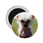 Chinese Crested 2.25  Magnet