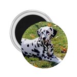 Dalmatian 2.25  Magnet