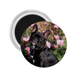 French Bulldog 2.25  Magnet