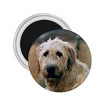 Irish Wolfhound 2.25  Magnet