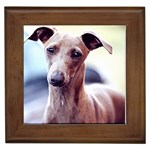 Italian Greyhound Framed Tile