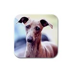 Italian Greyhound Rubber Square Coaster (4 pack)