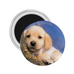 Labrador Retriever Lab 2.25  Magnet