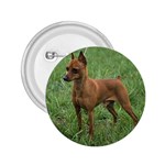 Miniature Pinscher 2.25  Button