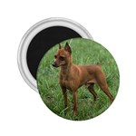 Miniature Pinscher 2.25  Magnet