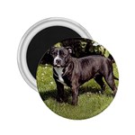 Staffordshire Bull Terrier 2.25  Magnet