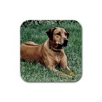 Rhodesian Ridgeback Rubber Square Coaster (4 pack)