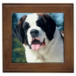 Saint Bernard Framed Tile