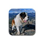 Saint Bernard Rubber Square Coaster (4 pack)