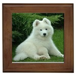 Samoyed Puppy Framed Tile