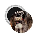 Schnauzer 2.25  Magnet