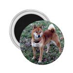 Shiba Inu 2.25  Magnet