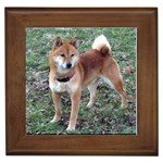 Shiba Inu Framed Tile