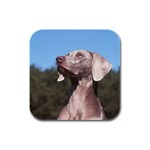 Weimaraner Rubber Square Coaster (4 pack)