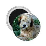 Wheaten Terrier 2.25  Magnet