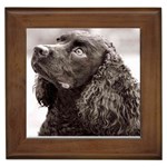 Water Spaniel Framed Tile