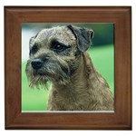 Border Terrier Framed Tile