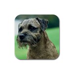 Border Terrier Rubber Square Coaster (4 pack)