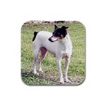 Rat Terrier Rubber Square Coaster (4 pack)