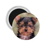 Yorkshire Terrier Yorkie 2.25  Magnet