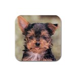 Yorkshire Terrier Yorkie Rubber Square Coaster (4 pack)