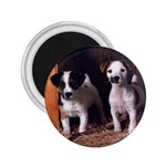 Jack Russell Terrier 2.25  Magnet