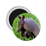 Armadillo 2.25  Magnet