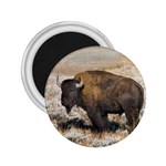 Buffalo 2.25  Magnet