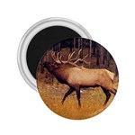 Elk 2.25  Magnet