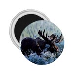 Moose 2.25  Magnet