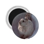 Rabbit 2.25  Magnet