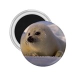 Seal Pup 2.25  Magnet